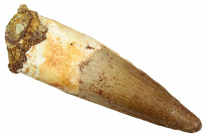 Fossil Spinosaurus Tooth - Real Dinosaur Tooth #357477